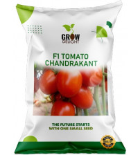 Tomato F1 Chandrakant 10 grams